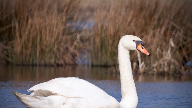 ugly_duckling.jpg
